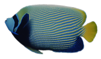 afbeelding van een keizersvis