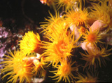 Geel koraal